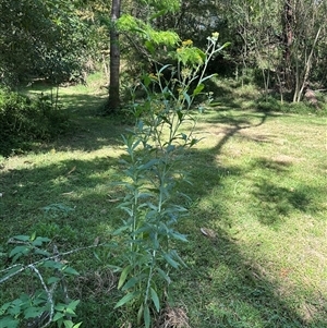 Senecio linearifolius var. arachnoideus at Kangaroo Valley, NSW - 6 Nov 2024