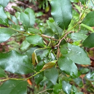 Unidentified Plant at Lorne, NSW by Butlinz