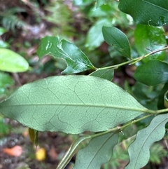 Unverified at suppressed - suppressed