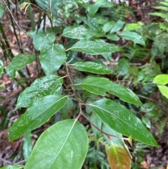 Unidentified Gum Tree at Lorne, NSW - 6 Nov 2024 by Butlinz