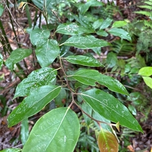 Unidentified Gum Tree at Lorne, NSW by Butlinz