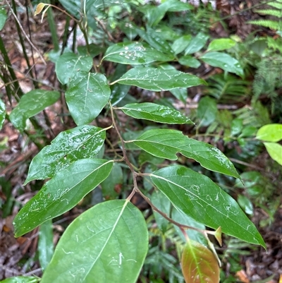 Unidentified Gum Tree at Lorne, NSW - 5 Nov 2024 by Butlinz