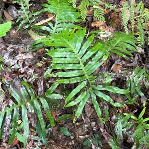 Blechnum cartilagineum at Lorne, NSW - suppressed
