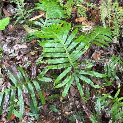 Unidentified Fern or Clubmoss at Lorne, NSW - 5 Nov 2024 by Butlinz