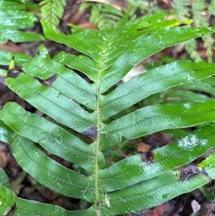 Blechnum cartilagineum at Lorne, NSW - suppressed