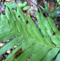 Blechnum cartilagineum at Lorne, NSW - suppressed