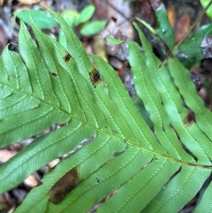 Blechnum cartilagineum at Lorne, NSW - suppressed