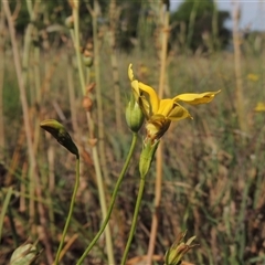 Goodenia pinnatifida (Scrambled Eggs) at Barton, ACT - 3 Nov 2024 by MichaelBedingfield