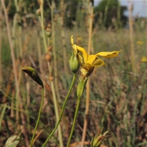 Goodenia pinnatifida at Barton, ACT - 3 Nov 2024