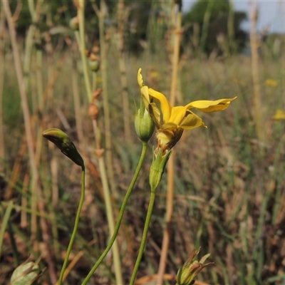 Goodenia pinnatifida (Scrambled Eggs) at Barton, ACT - 3 Nov 2024 by MichaelBedingfield