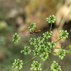 Labium sp. (genus) (An Ichneumon wasp) at North Albury, NSW - 5 Nov 2024 by Darcy