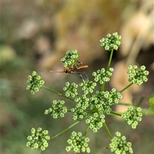 Labium sp. (genus) at North Albury, NSW - suppressed