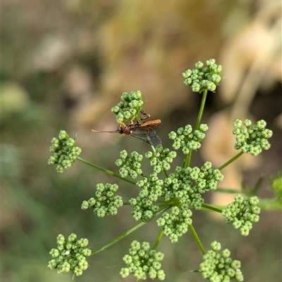 Polistes (Polistella) humilis at North Albury, NSW - 5 Nov 2024 by Darcy