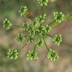 Labium sp. (genus) at North Albury, NSW - suppressed