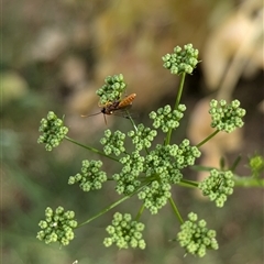 Labium sp. (genus) at North Albury, NSW - suppressed