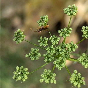 Labium sp. (genus) at North Albury, NSW - suppressed