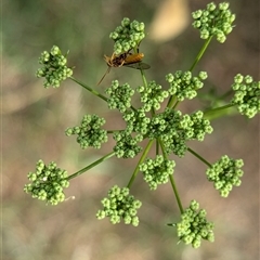 Labium sp. (genus) at North Albury, NSW - suppressed