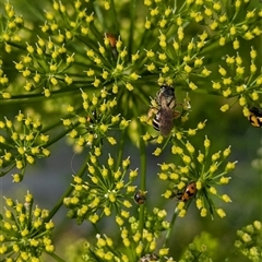 Lasioglossum (Chilalictus) bicingulatum at North Albury, NSW - 5 Nov 2024 by Darcy