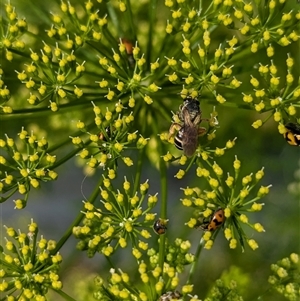 Lasioglossum (Chilalictus) bicingulatum at North Albury, NSW by Darcy