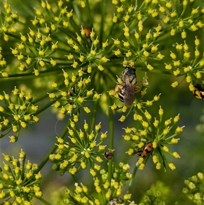 Lasioglossum (Chilalictus) bicingulatum at North Albury, NSW - 5 Nov 2024 by Darcy