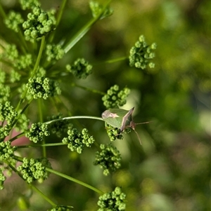 Cuspicona stenuella at North Albury, NSW by Darcy