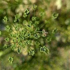 Cuspicona stenuella at North Albury, NSW - suppressed