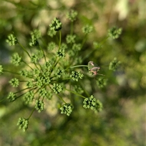 Cuspicona stenuella at North Albury, NSW - suppressed