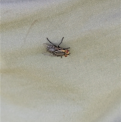 Sarcophaga sp. (genus) (Flesh fly) at North Albury, NSW - 5 Nov 2024 by Darcy