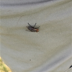 Sarcophaga sp. (genus) at North Albury, NSW - suppressed