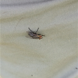 Sarcophaga sp. (genus) at North Albury, NSW - suppressed