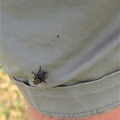 Sarcophaga sp. (genus) at North Albury, NSW - suppressed