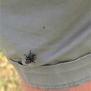 Sarcophaga sp. (genus) at North Albury, NSW - suppressed