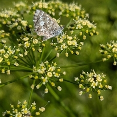 Theclinesthes serpentata (Saltbush Blue) at North Albury, NSW - 5 Nov 2024 by Darcy