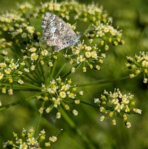 Theclinesthes serpentata at North Albury, NSW - suppressed