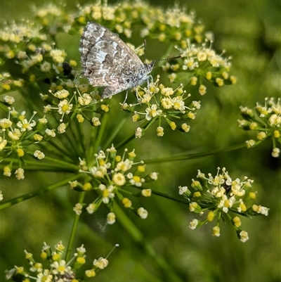 Lucia limbaria at North Albury, NSW - 5 Nov 2024 by Darcy