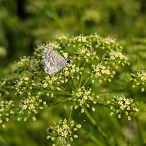 Theclinesthes serpentata at North Albury, NSW - suppressed