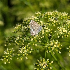 Theclinesthes serpentata at North Albury, NSW - suppressed