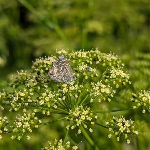 Theclinesthes serpentata at North Albury, NSW - suppressed