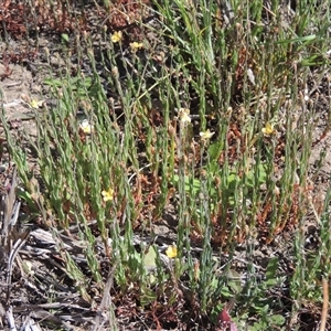 Hypericum gramineum at Barton, ACT - 3 Nov 2024 03:04 PM