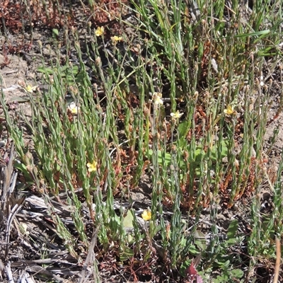 Hypericum gramineum (Small St Johns Wort) at Barton, ACT - 3 Nov 2024 by MichaelBedingfield