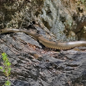 Pseudonaja textilis at Uriarra, NSW - 5 Nov 2024