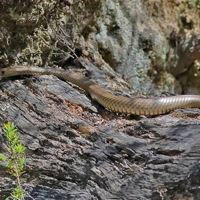 Pseudonaja textilis (Eastern Brown Snake) at Uriarra, NSW - 5 Nov 2024 by MichaelWenke