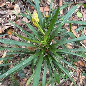 Unidentified Plant at Lorne, NSW by Butlinz