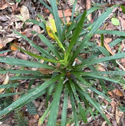 Unidentified Plant at Lorne, NSW - 5 Nov 2024 by Butlinz