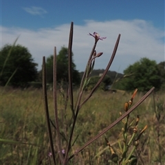 Epilobium billardiereanum subsp. cinereum (Hairy Willow Herb) at Barton, ACT - 3 Nov 2024 by MichaelBedingfield