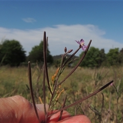 Epilobium billardiereanum subsp. cinereum at Barton, ACT - 3 Nov 2024 03:22 PM