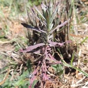 Epilobium billardiereanum subsp. cinereum at Barton, ACT - 3 Nov 2024