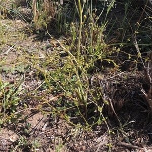 Rumex dumosus at Barton, ACT - 3 Nov 2024 03:13 PM