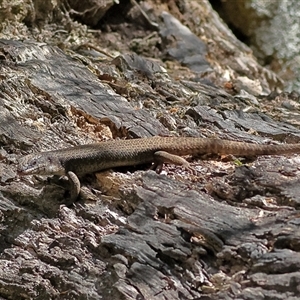 Egernia striolata at Uriarra, NSW - 5 Nov 2024