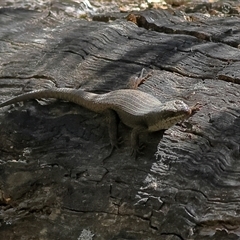 Egernia striolata at Uriarra, NSW - 5 Nov 2024